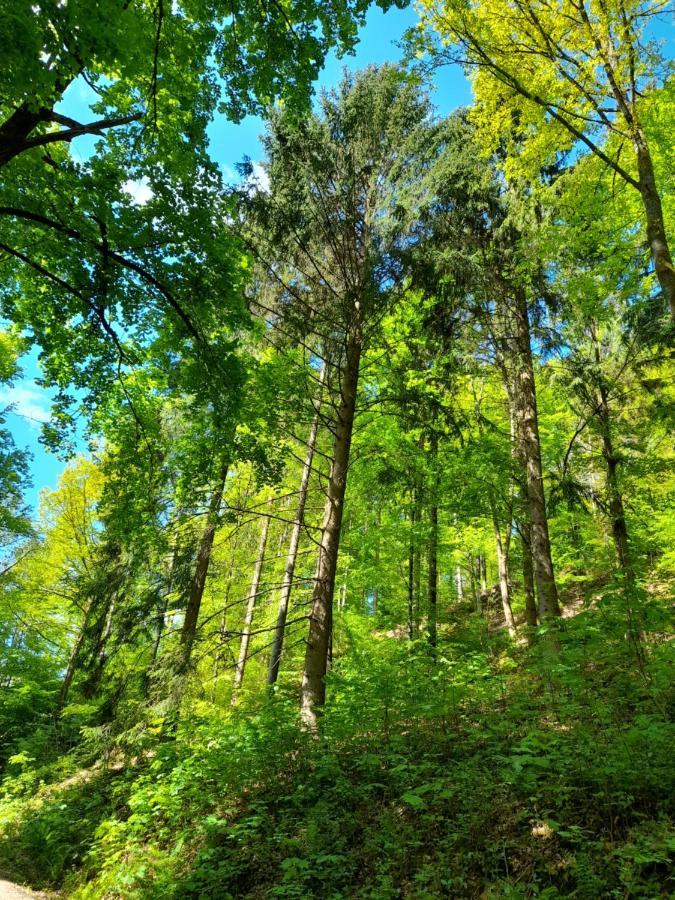 Ferienwohnung Am Enzufer Mit Balkon In Bad Wildbad Im Schwarzwald Ngoại thất bức ảnh